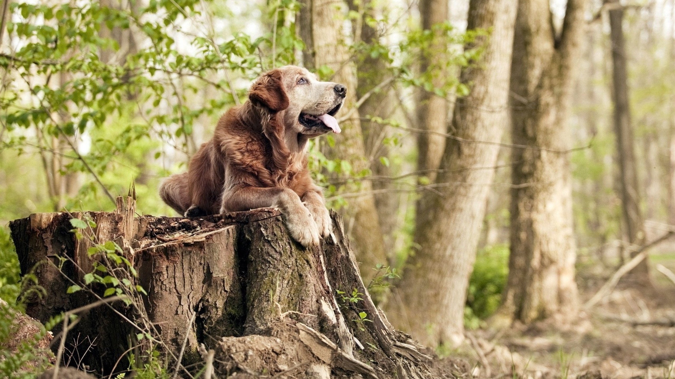 九游下载官网-_全民挑战：趣味赛、互动活动点燃热情_，crimaster全民挑战