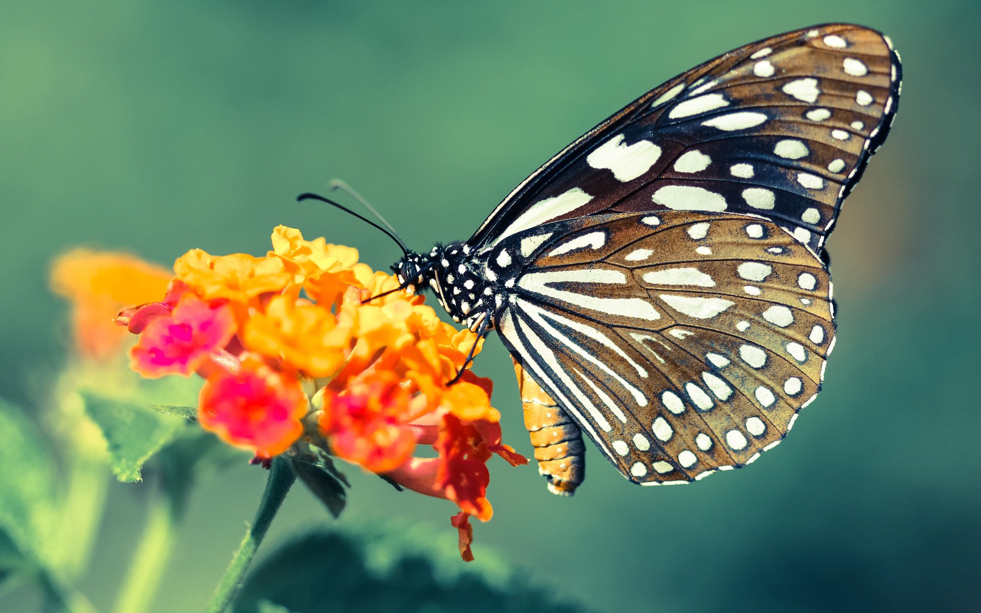 九游用户空间-_篮球现场直播：激情四溢的一晚_，篮球直播比赛现场