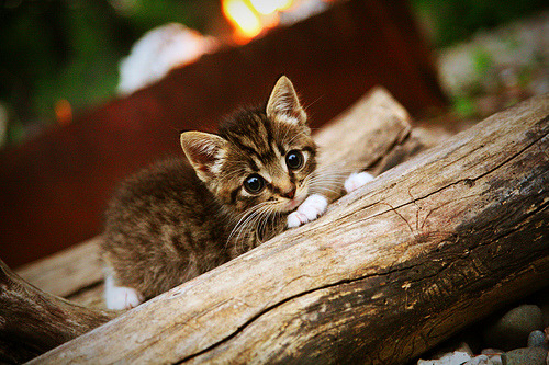 九游娱乐中心-团队幕后：幕后工程师们的秘密武器，幕后团队英文