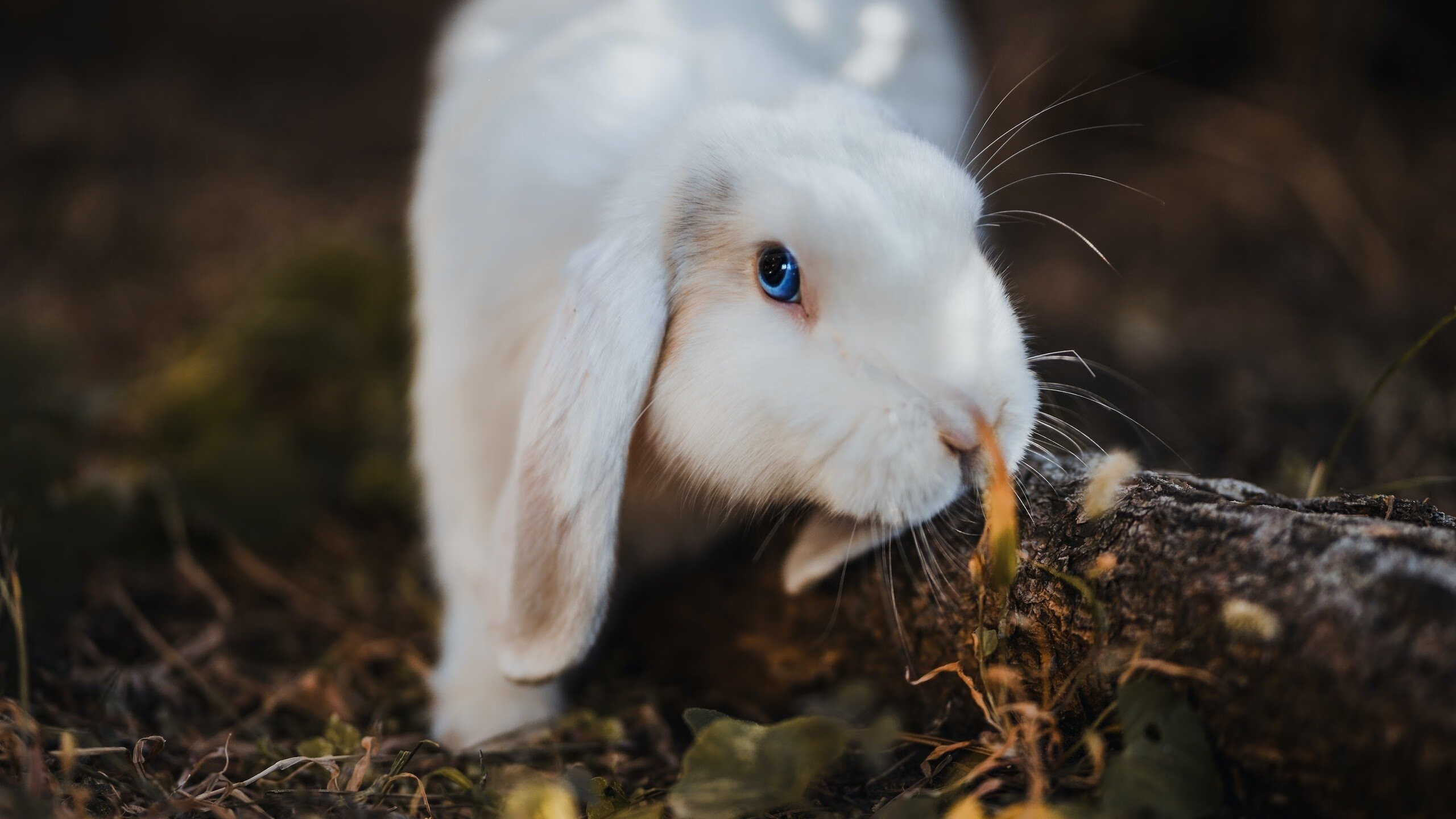 西甲球迷文化多元，观赛体验丰富，西甲用球2020