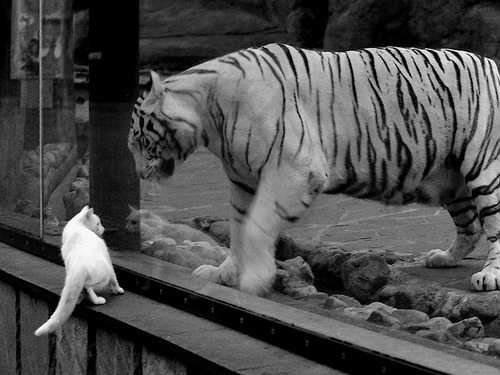 九游APP官网-切尔西女足10连胜领跑英超积分榜，切尔西英超比赛