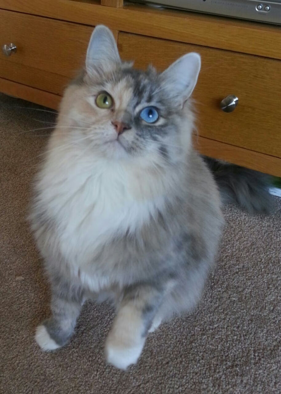 九游下载安装-切尔西主场对阵阿森纳，谁能笑到最后？，切尔西vs阿森纳比赛直播