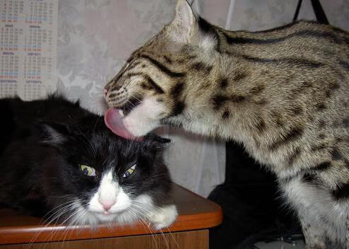 切尔西主场对阵阿森纳，谁能笑到最后？，切尔西vs阿森纳比赛直播