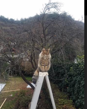 勇士再度夺冠,篮球巨星库里再度成为MVP,nba勇士队库里