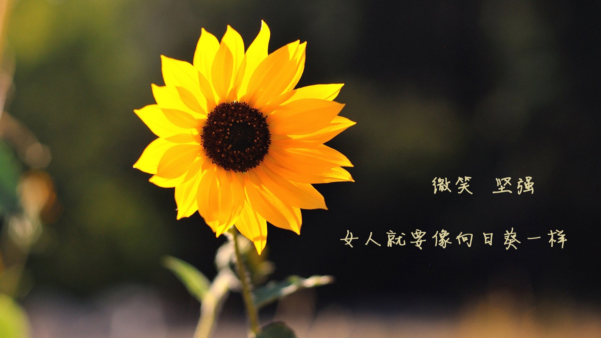 广岛三箭防守端稳健，广岛三箭2020球衣