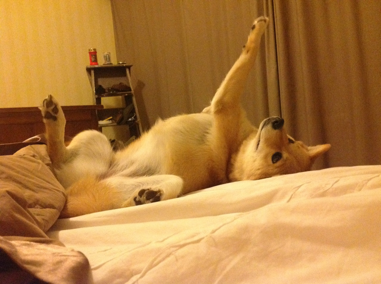 本菲卡赢得葡萄牙杯,终结多年无冠历史,葡萄牙本菲卡俱乐部