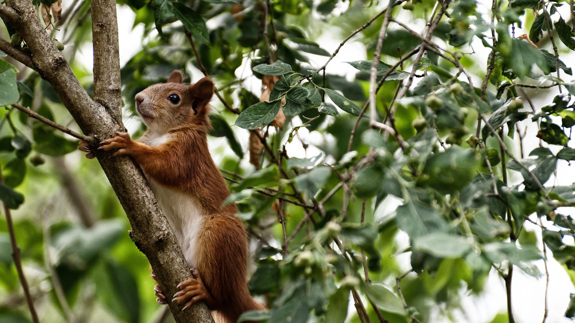 九游游戏中心-欧国联比赛：乌克兰队力克波兰晋级，欧国联乌克兰对德国比赛直播