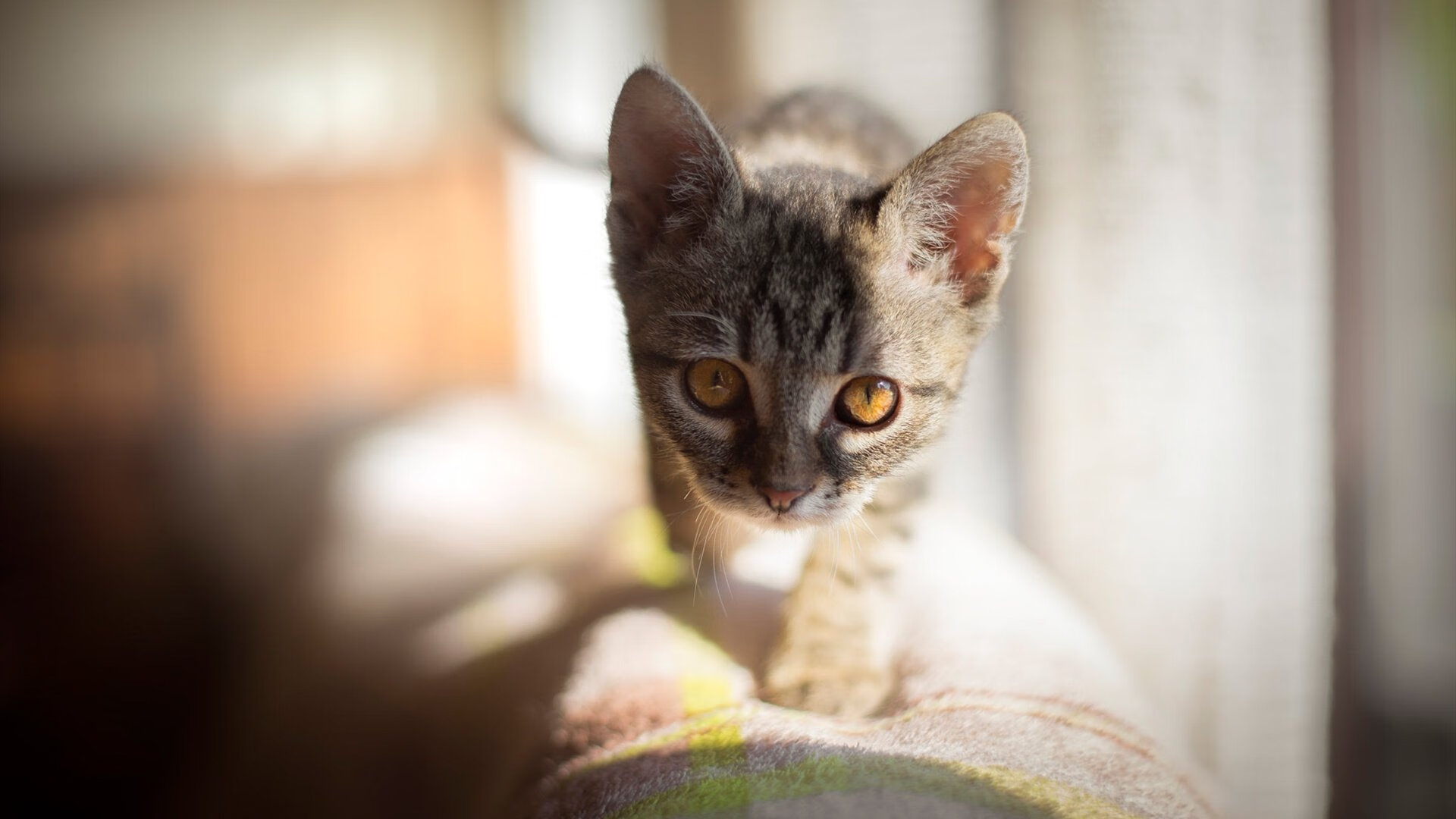 里奇盛赞科雷亚，那不勒斯新星展露锋芒，那不勒斯vs里耶卡