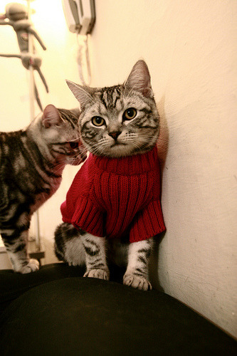 魔术大胜黄蜂展示潜力,魔术vs黄蜂比分