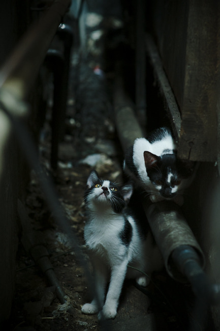 “2025世界游泳锦标赛：水上芭蕾舞动优雅与力量”