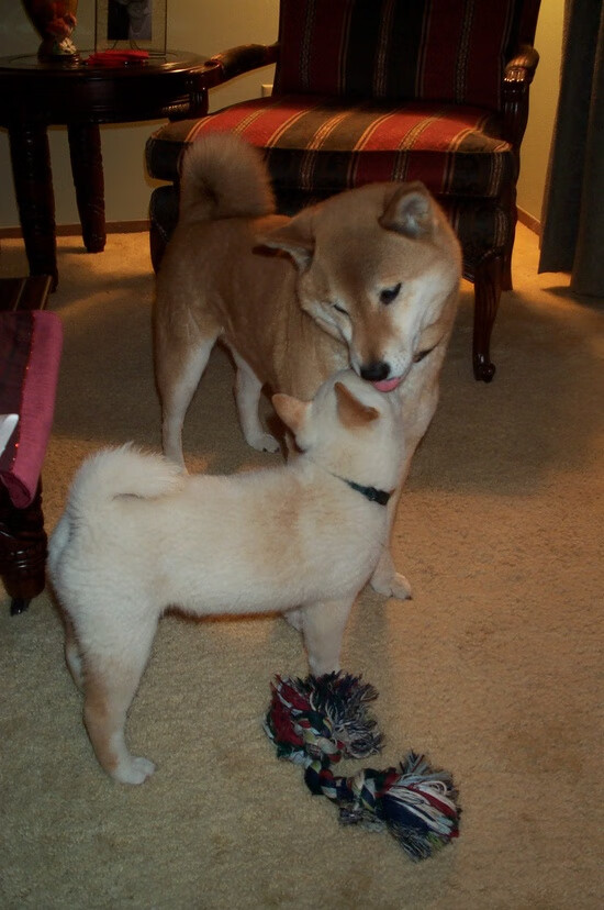 “高新体育中心：羽毛球选手超常发挥，技术与力量的较量”