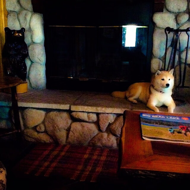 新加坡队赛制解析：如何借助赛制优化提高整体协作，新加坡邀请赛赛程