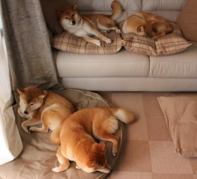 浙江雄狮全明星阵容成就辉煌赛季表现，浙江雄狮篮球队