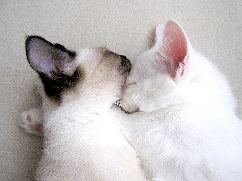 球队无奥运参赛历史，国际舞台等待突破，奥运落选赛参赛球队