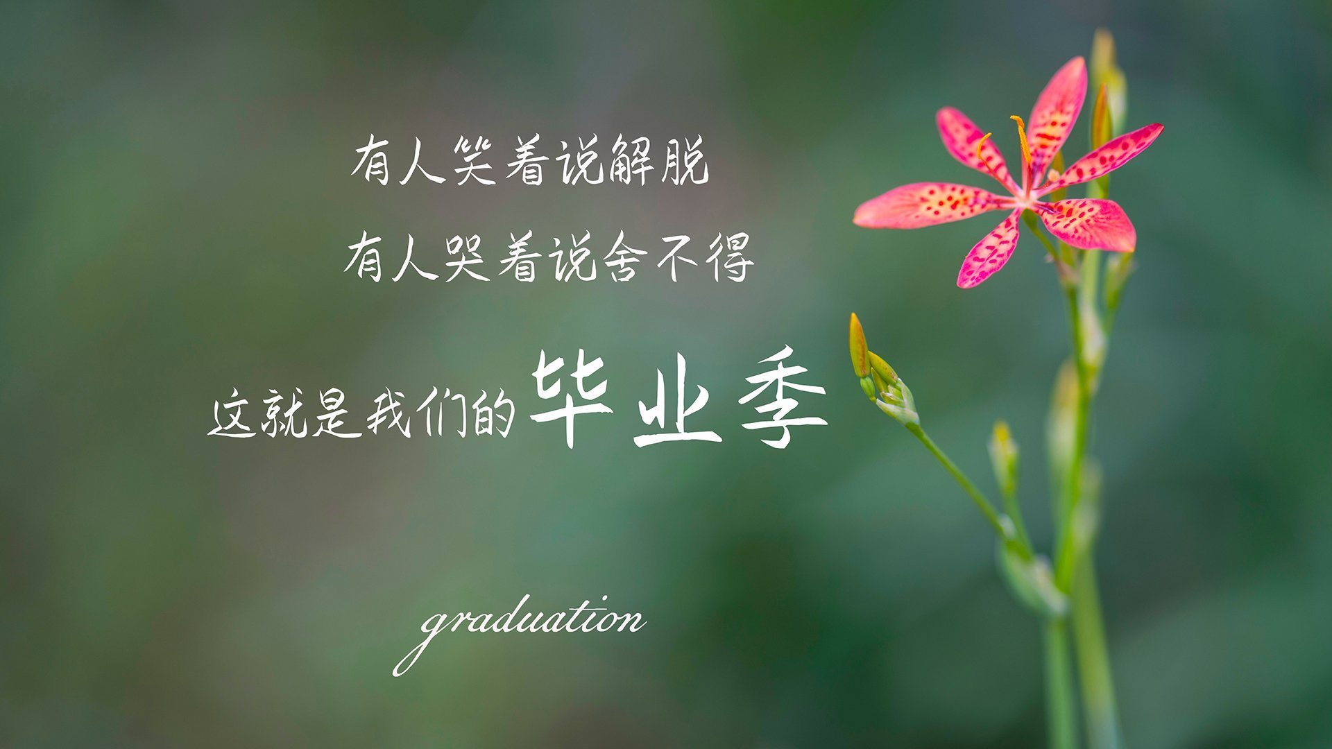 保利娜·普费夫跳台决赛精彩瞬间回顾