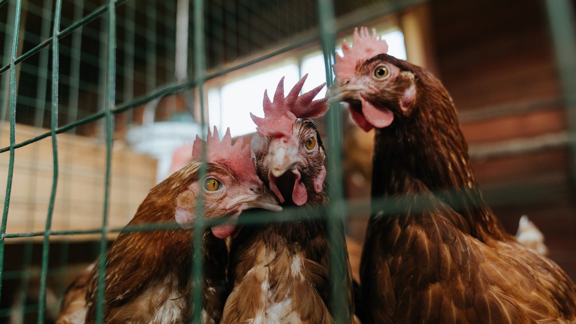 田径比赛技术统计系统实现全自动记录，田径竞赛系统