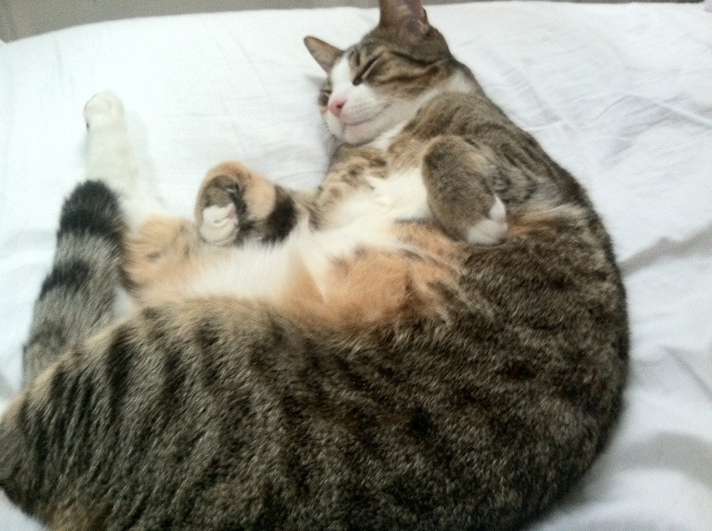 社交平台发起球员成长挑战鼓励粉丝追踪偶像努力过程