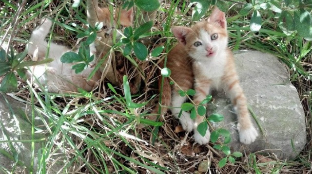 九游娱乐APP-美洲杯期间的社交媒体传播，美洲杯采访